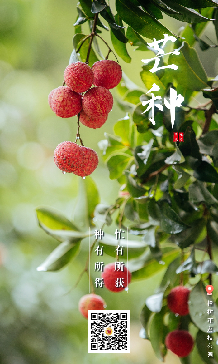 芒种1.png
